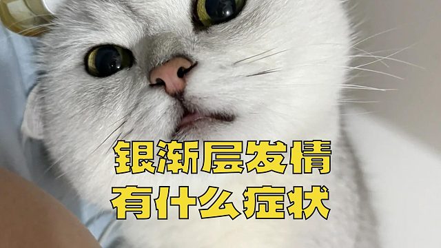 读懂：银渐层发情时的异常行为