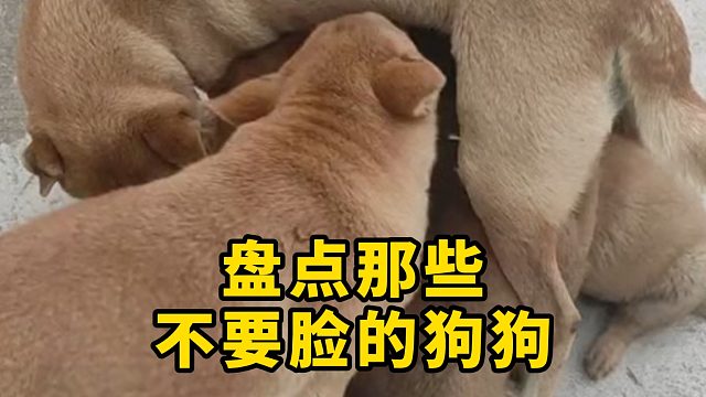 盘点那些不要脸的狗狗，真的服了！