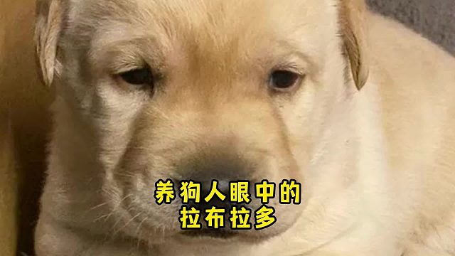 真实的拉布拉多是怎样的？养狗人现身说法