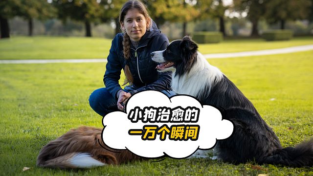 小狗就是“治愈大师”，被这些画面暖到了