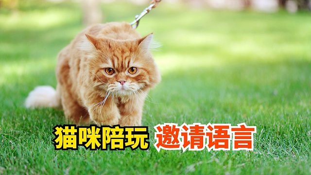 猫咪陪玩邀请语，不了解就吃亏了
