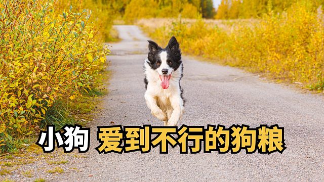 开启狗狗干饭狂欢，这款狗粮值得囤