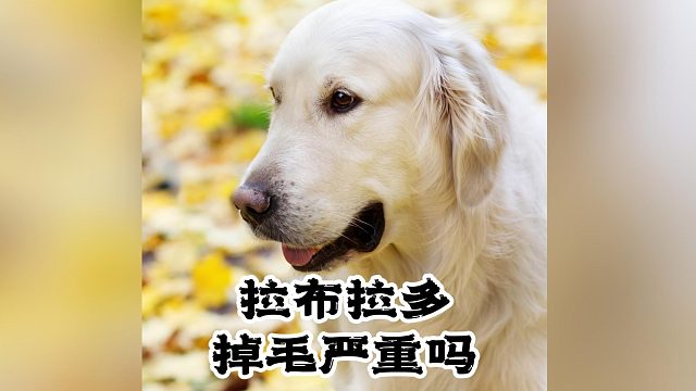 拉布拉多掉毛有多夸张？要怎么缓解