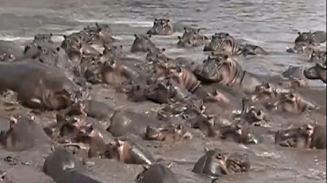 鳄鱼勿入河马领地，这下惹上大事了！