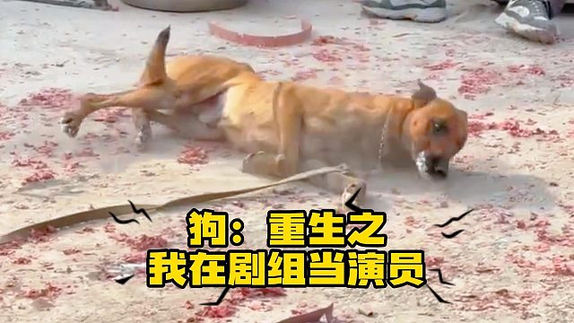 狗狗这演技，不值得给它颁个奖吗？