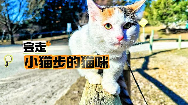 猫：走路主打一个优雅