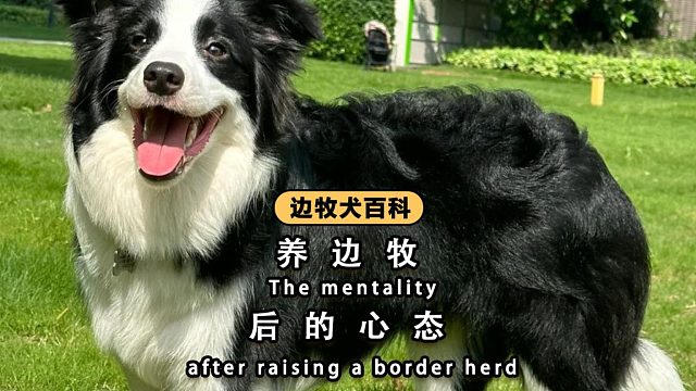 养边牧，有多考验人的心态？