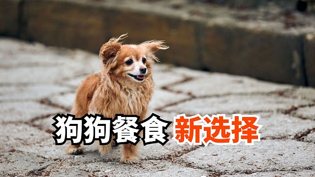 懒得做狗饭？这款主食罐来拯救你