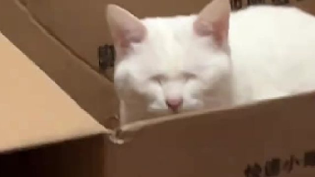 虽然有点不道德，但是我很开心 养猫就是用来玩的