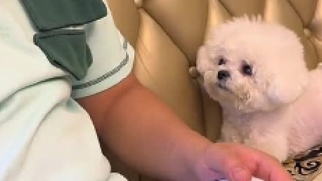 最能听懂“困”字的狗