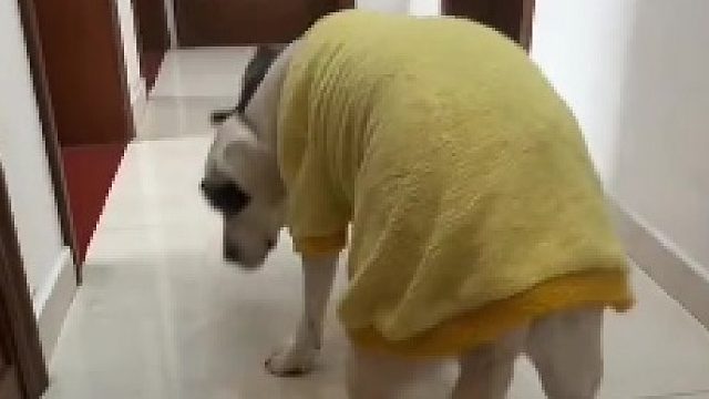 狗：你才是真的狗