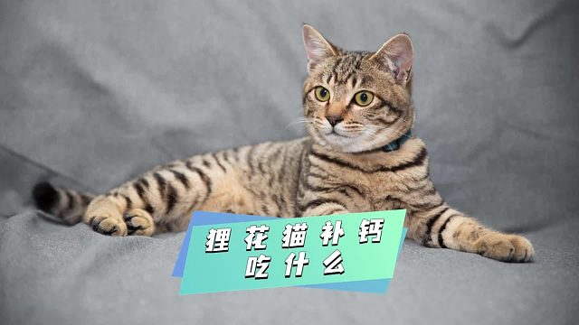 让狸花猫骨骼强壮？这些补钙食物别错过