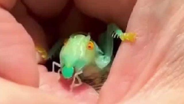 到底是蝈蝈出了轨，还是蜘蛛劈了腿