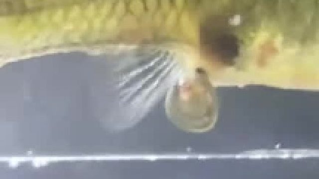 青春没有售价，吾儿入口即化