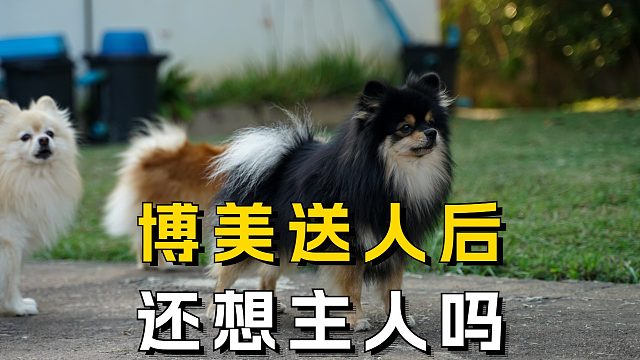 博美被送人后，它还会想念主人吗？