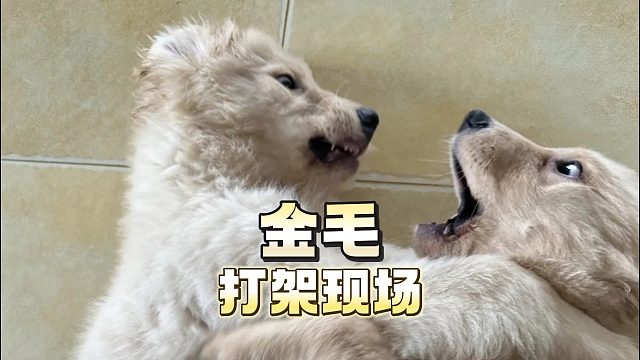 金毛打架现场传播，快来看看吧！
