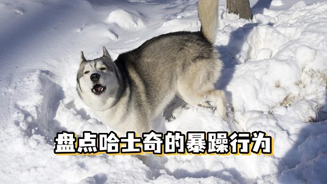 当哈士奇脾气爆发，会做出哪些事呢？