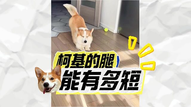 柯基的腿，比你想象的还要短