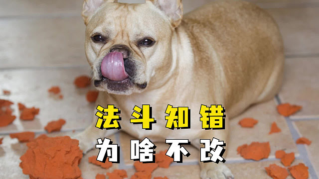 法斗明知犯错，为啥屡教不改？