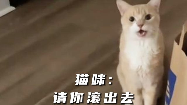 猫猫：你再这样我真的要生气了