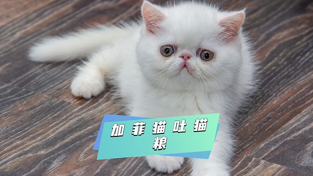 加菲猫怎么会吐猫粮，揭秘背后隐情