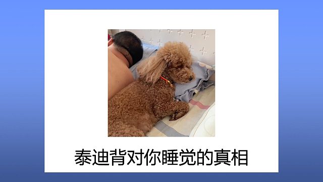 原来我们错怪泰迪了，它背对你睡是有原因的