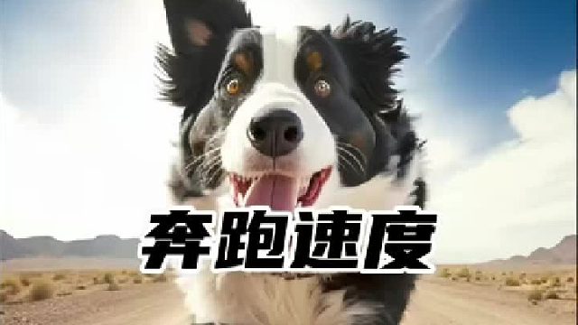 世界上奔跑速度最快的八种狗