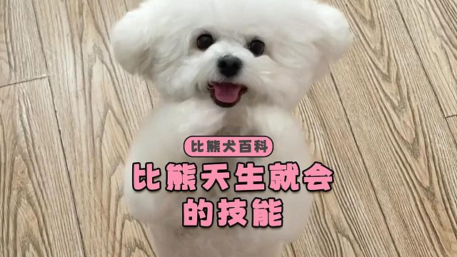 这些技能，就好像刻在比熊DNA里一样