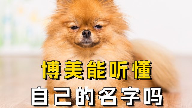 博美能听懂自己的“名字”吗？真相来了