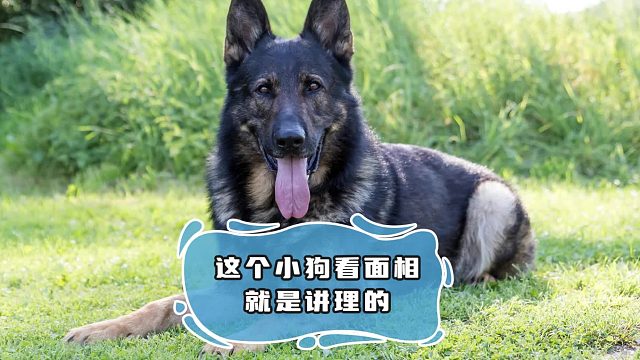 德牧长得最吓人，脾气却是最老实
