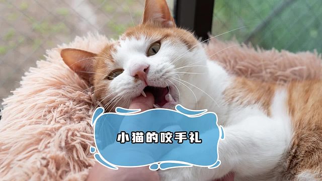 小猫抱着你的手轻咬，原来是这些意思