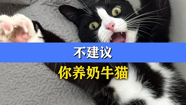 不建议你养奶牛猫，理由很简单！