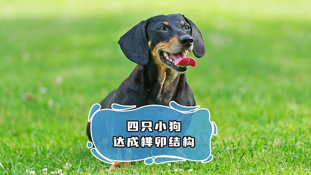 让这几只小狗告诉我们，什么叫做收纳！