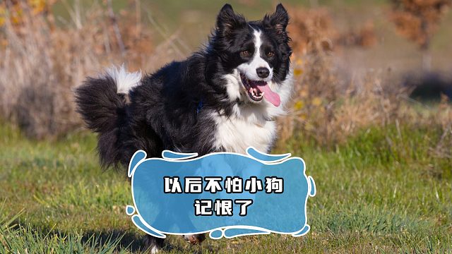 一箭三雕，再也不怕给狗子上绝育套餐了！