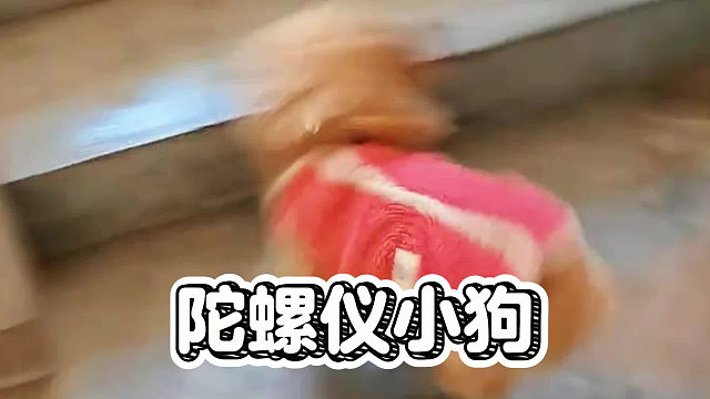 转成陀螺仪的小狗，你见过吗？