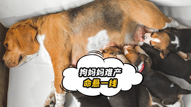 一场关于小狗生命的接力：从难产到新生