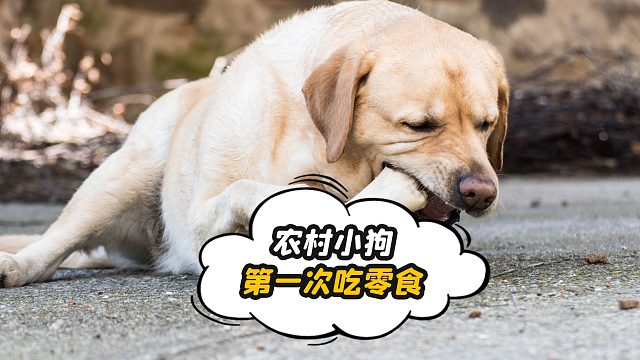 农村的小狗，第一次吃宠物零食