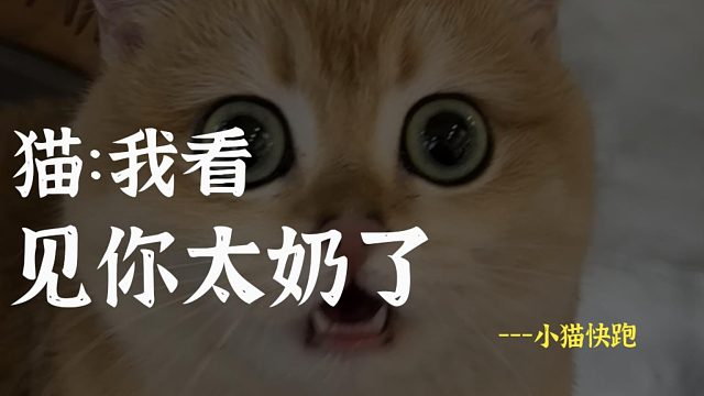 猫：别埋汰我了，那是你太奶不？