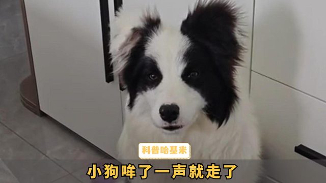 小狗哞了一声以后，就耕田去了吗？