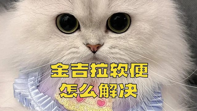 还在为金吉拉软便发愁？一招一招教你解决