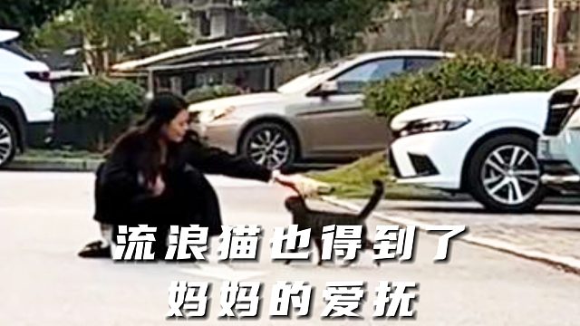 小猫不仅交到了朋友，还被人类摸摸了