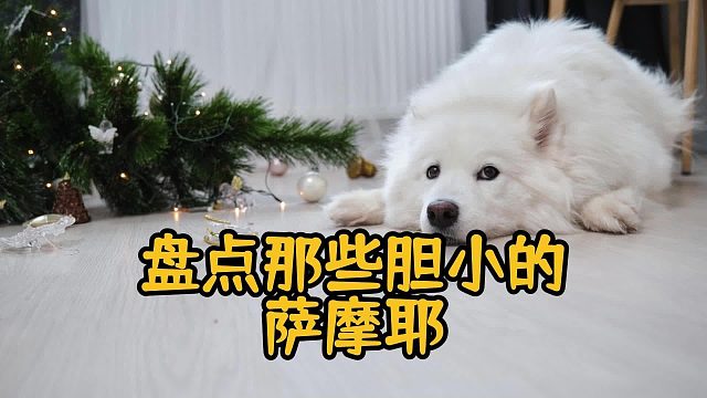 萨摩耶胆小名场面盘点，笑到停不下来