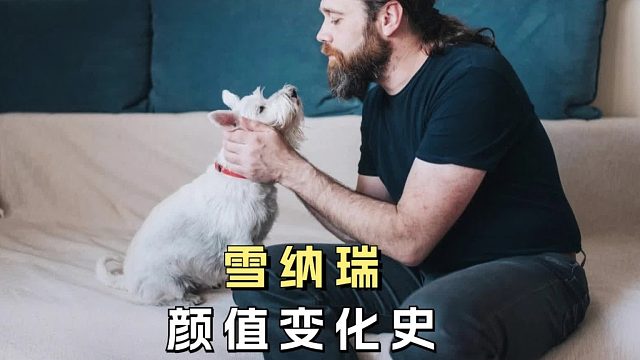 雪纳瑞在哪个阶段，长得最可爱？