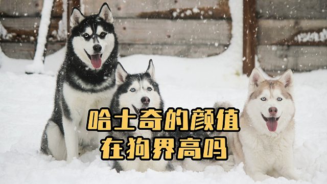 哈士奇在我们眼中长得帅，在狗界也是如此吗