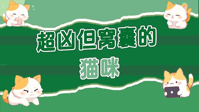 又凶又窝囊的猫咪，饱受铲屎官的“蹂躏”！