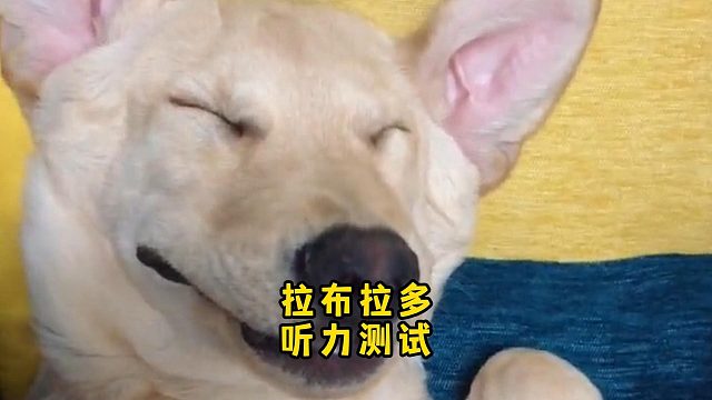 拉布拉多的听力如何？它想听就听！