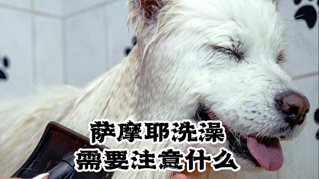 萨摩耶洗澡的注意事项，你清楚多少