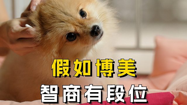 如果博美的智商有段位，你家是哪个呢？