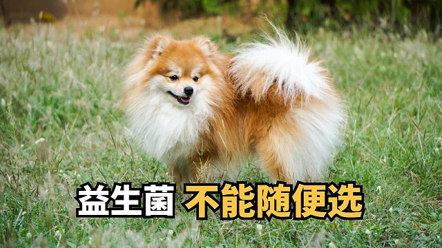 给狗狗买益生菌，真的不能马虎