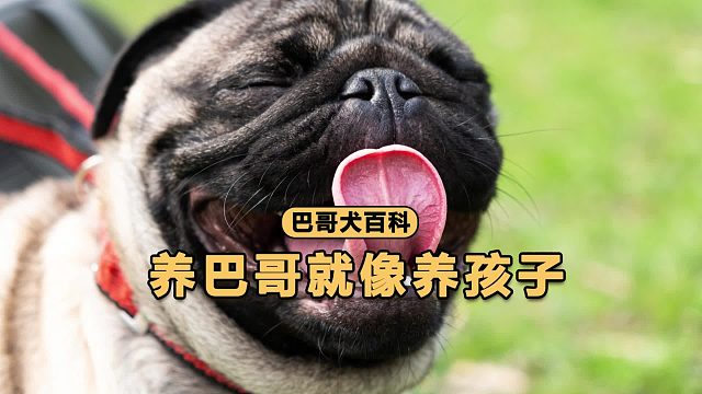 养巴哥就像养孩子，是宠物更是家人！